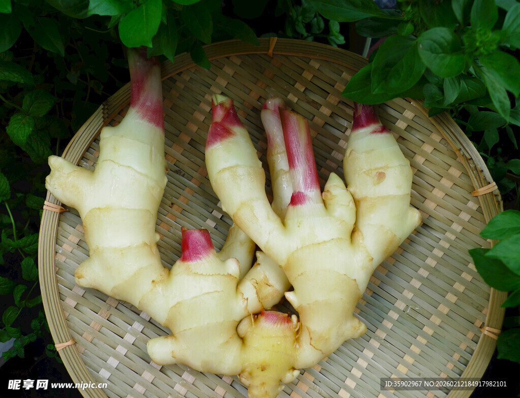 新鲜嫩姜摆于竹盘之上