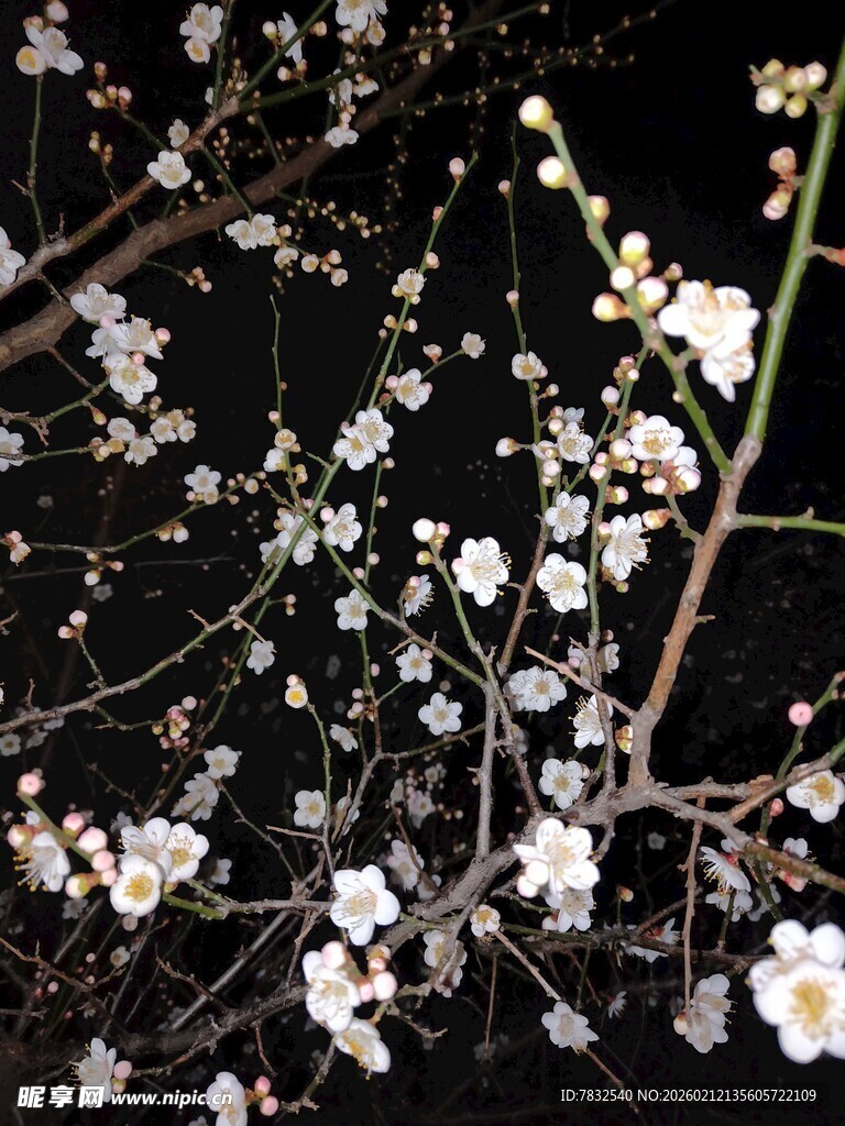 夜晩的白梅花