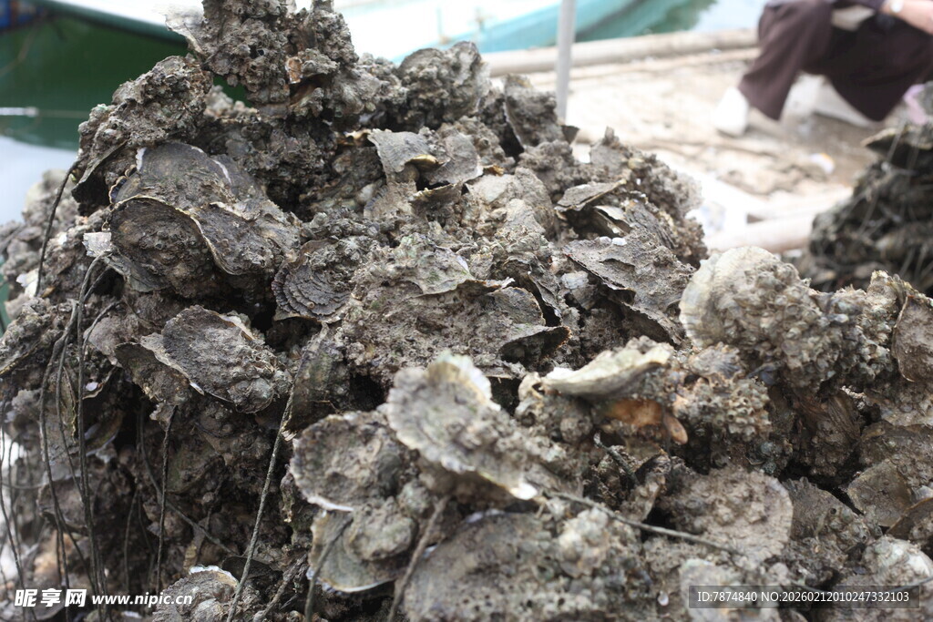 湛江一堆生蚝特写