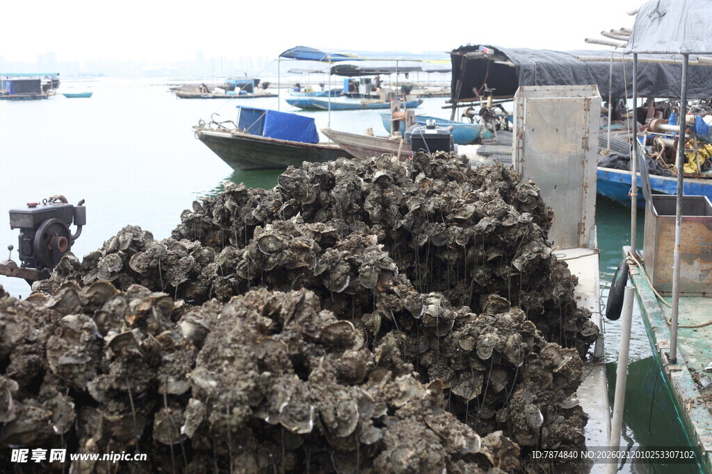 湛江码头堆放的大量生蚝