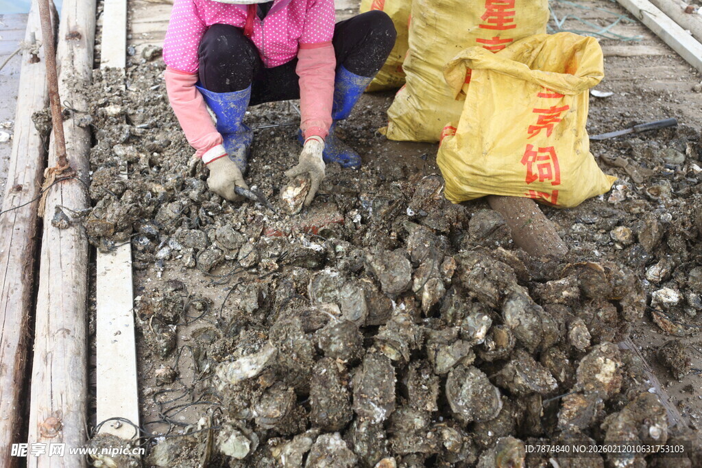 湛江女子清理分拣大量牡蛎