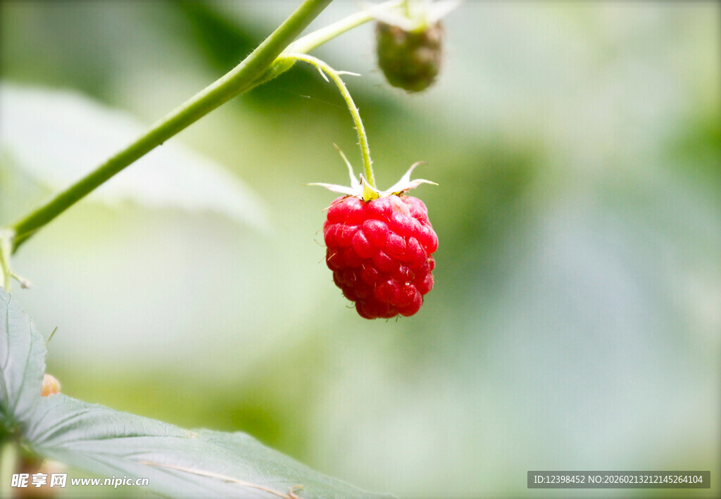 枝头红嫩树莓特写