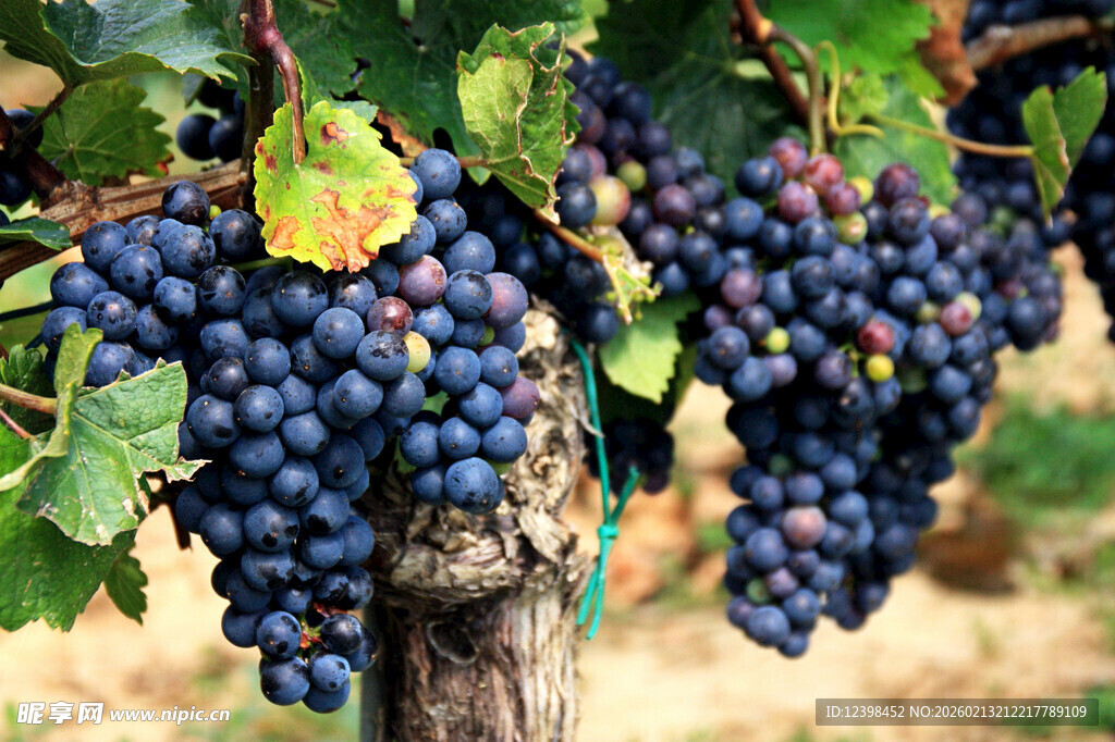 饱满紫葡萄挂于枝头