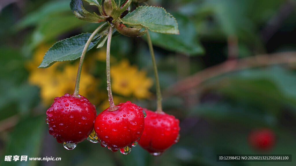 带水珠的红樱桃