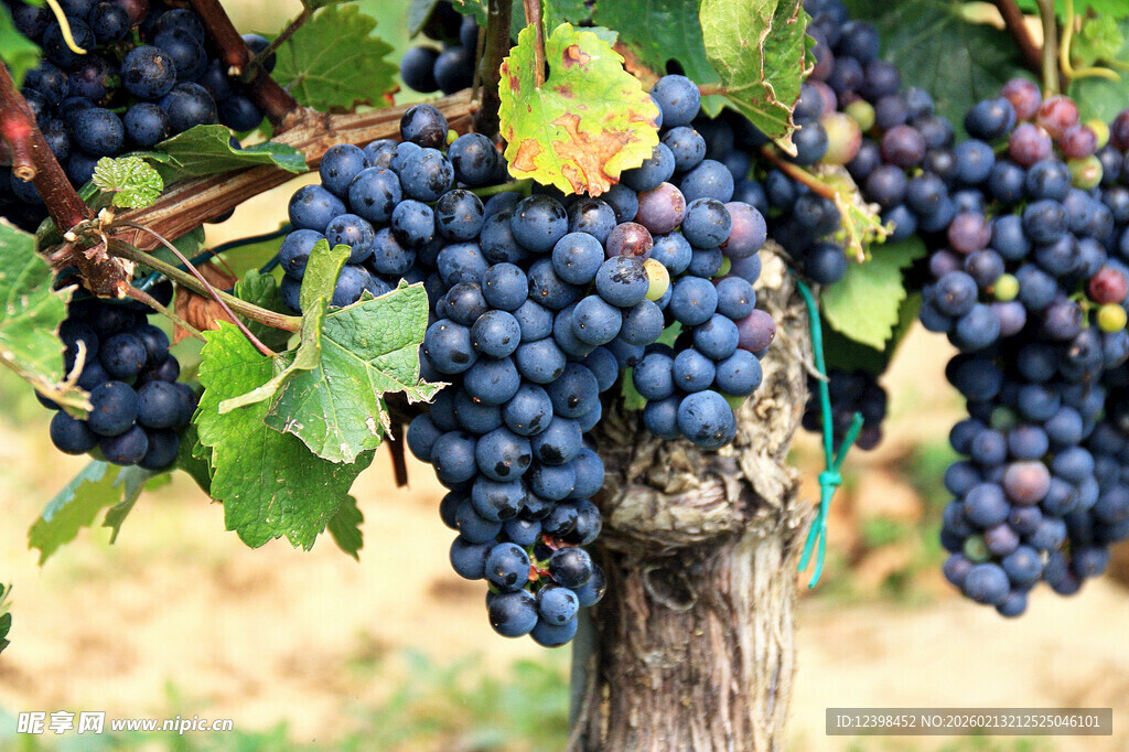 葡萄藤上饱满的紫葡萄