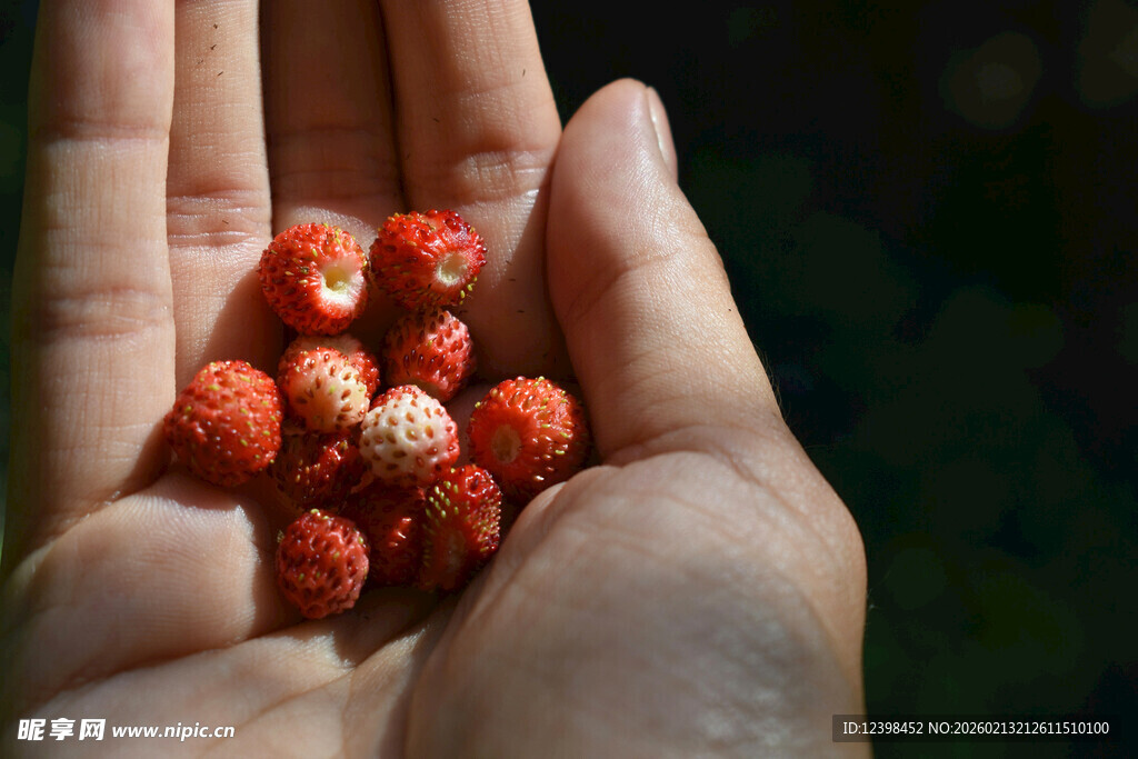 手中的新鲜红色小果实