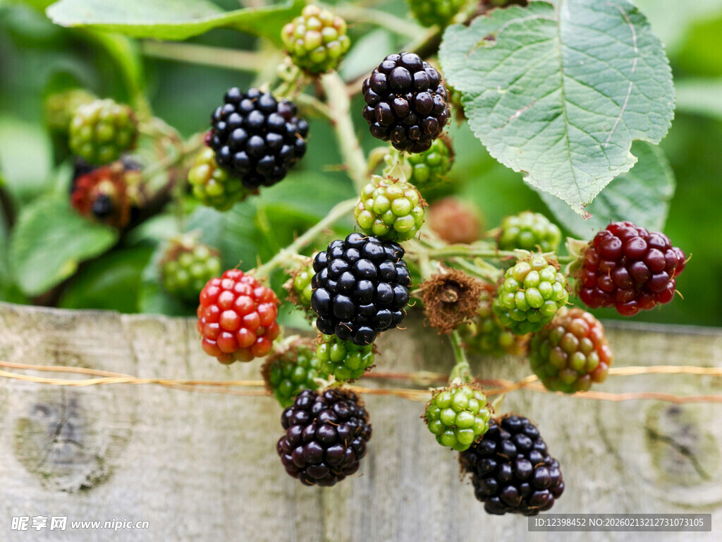 成熟与未熟的桑葚果实