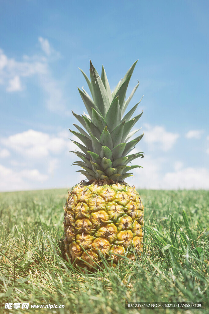 草地上的新鲜菠萝