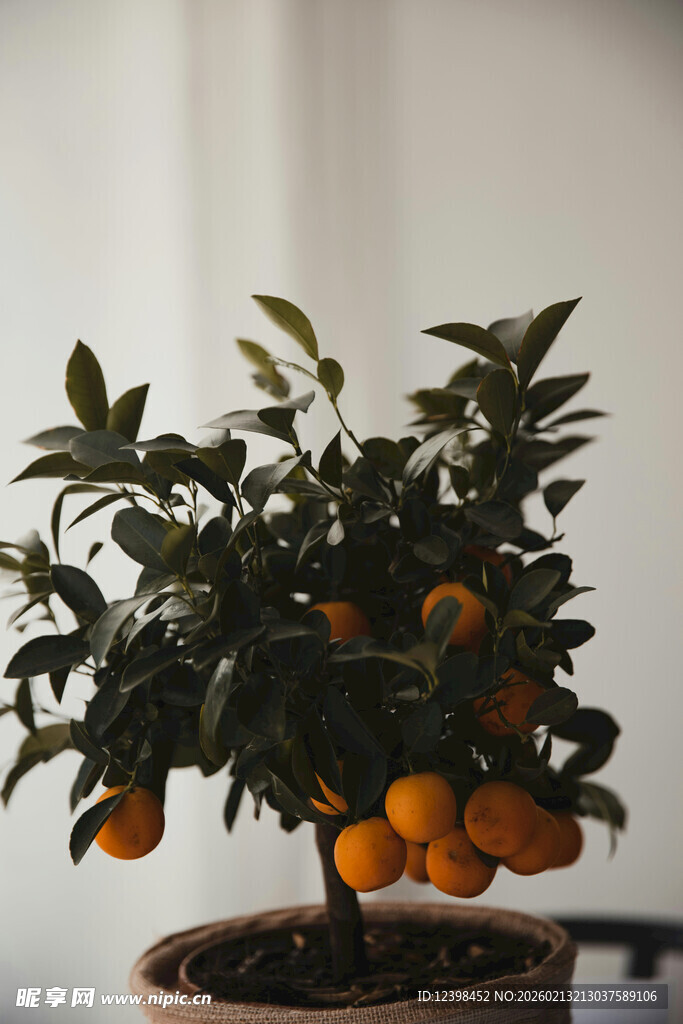 盆栽金桔