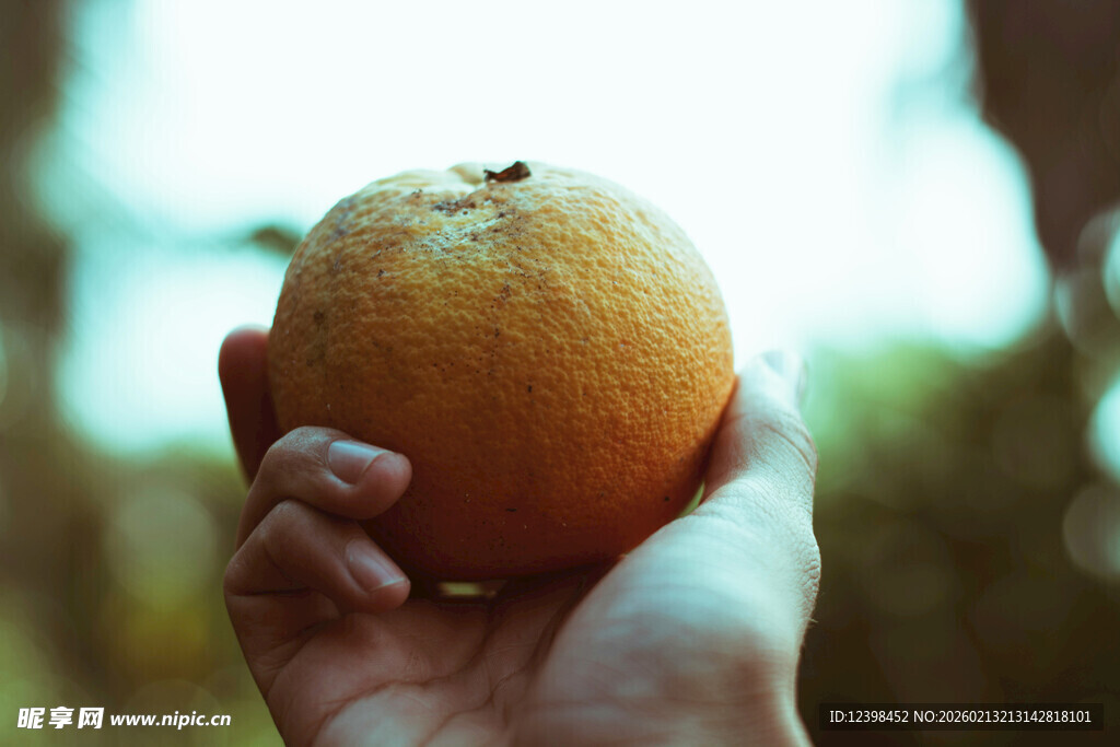 手捧新鲜橙子特写
