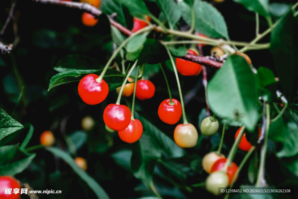 枝头红樱桃