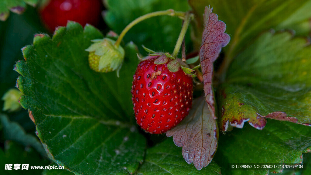 成熟草莓挂于绿叶间