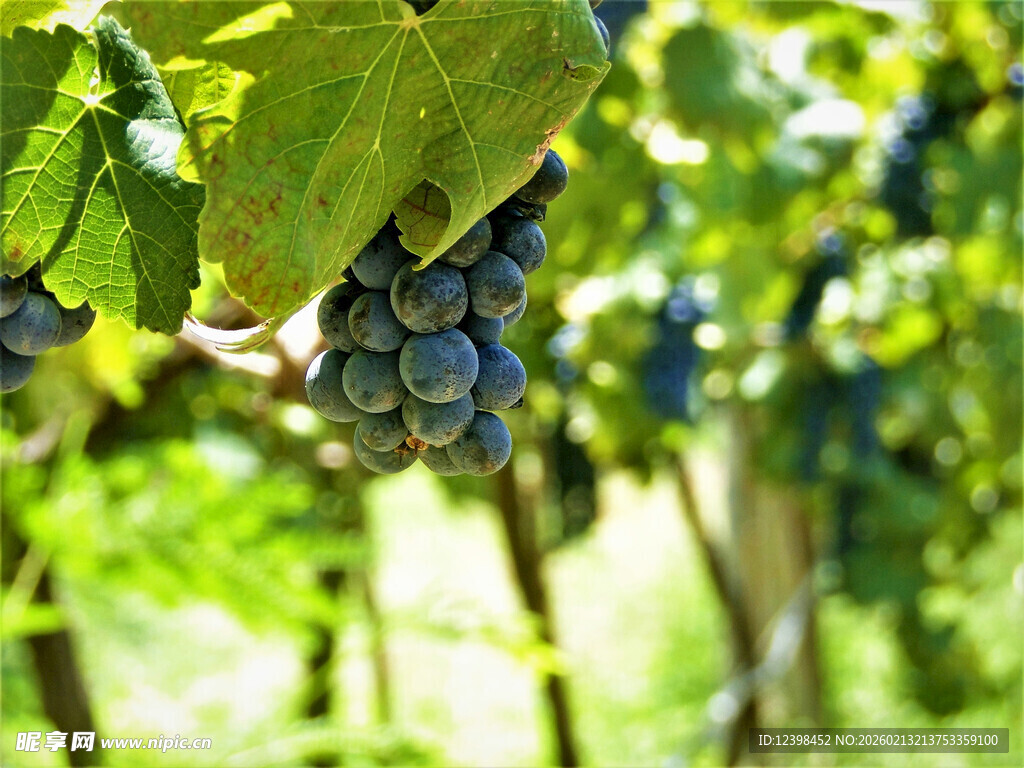 葡萄藤上饱满的紫葡萄