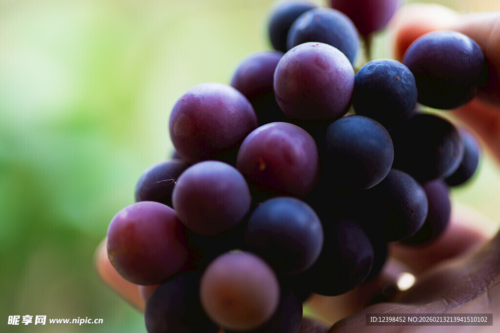手捧紫葡萄