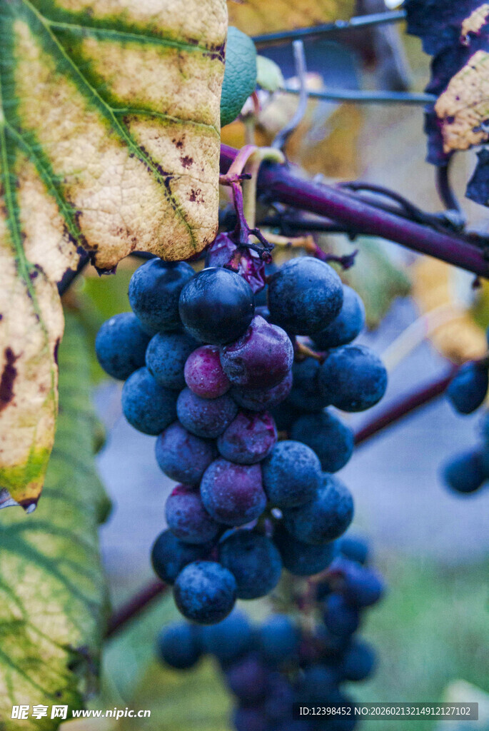 饱满紫葡萄挂于藤间