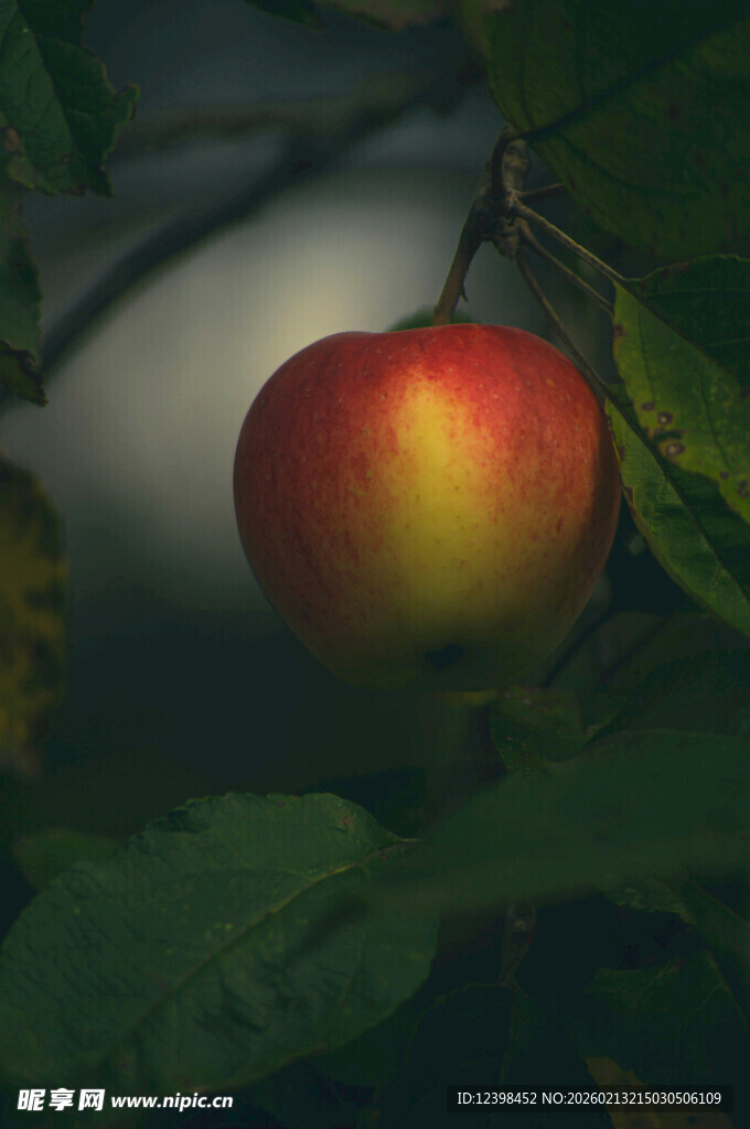 枝头红苹果