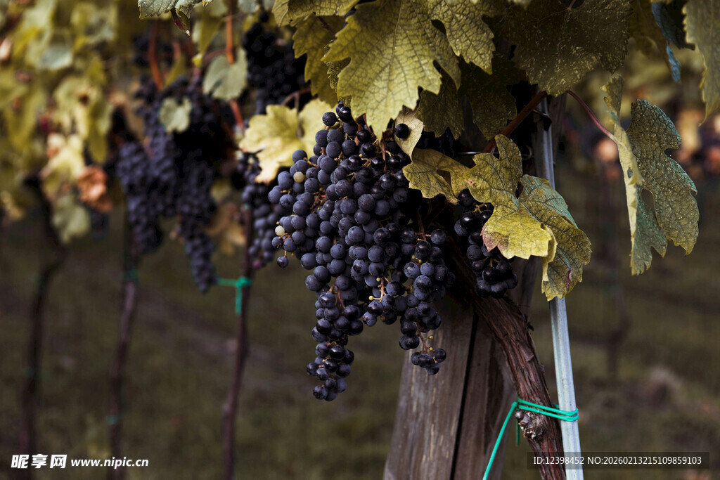葡萄藤上饱满的紫葡萄
