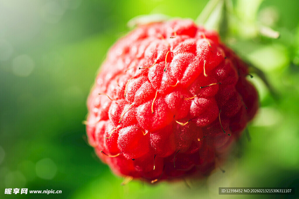 鲜红饱满的成熟树莓