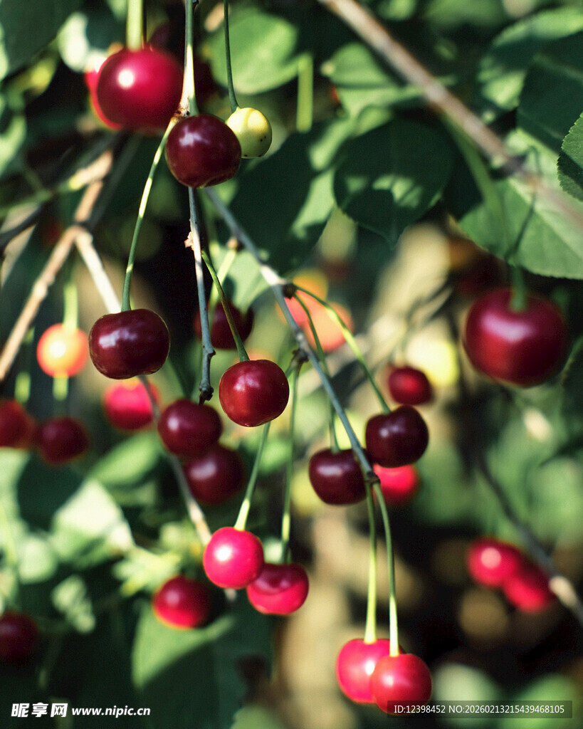 枝头红樱桃挂满