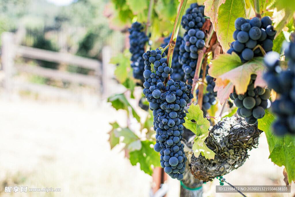 葡萄藤上饱满的紫葡萄