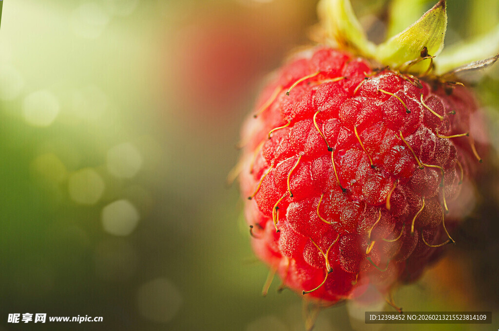 新鲜欲滴的成熟红草莓