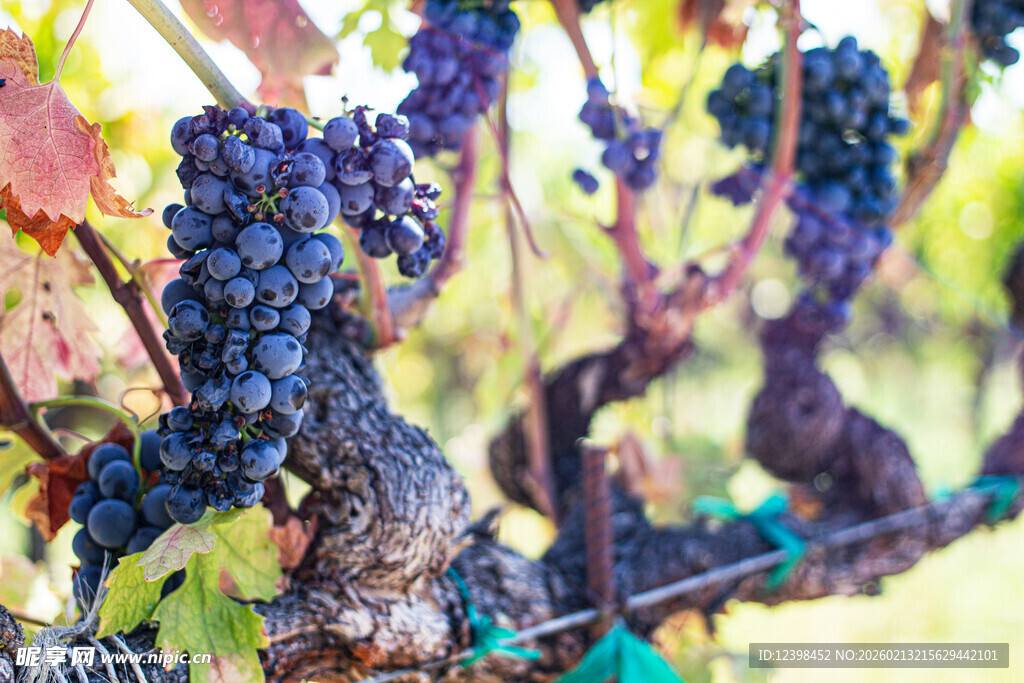 成熟紫葡萄挂枝特写