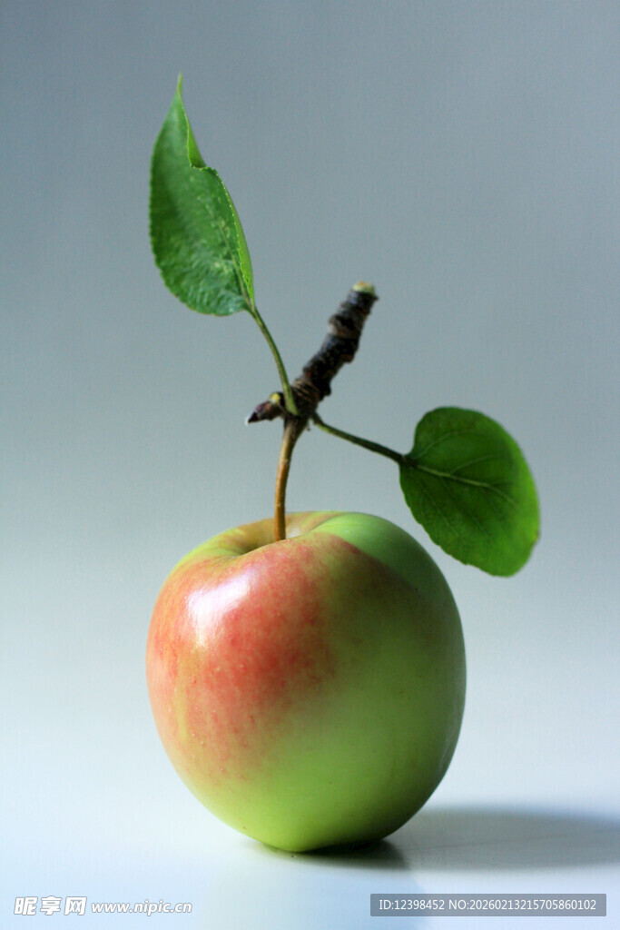 带枝叶的红绿相间新鲜苹果