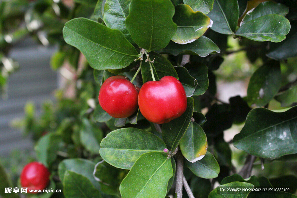 枝头红果绿叶相映成趣