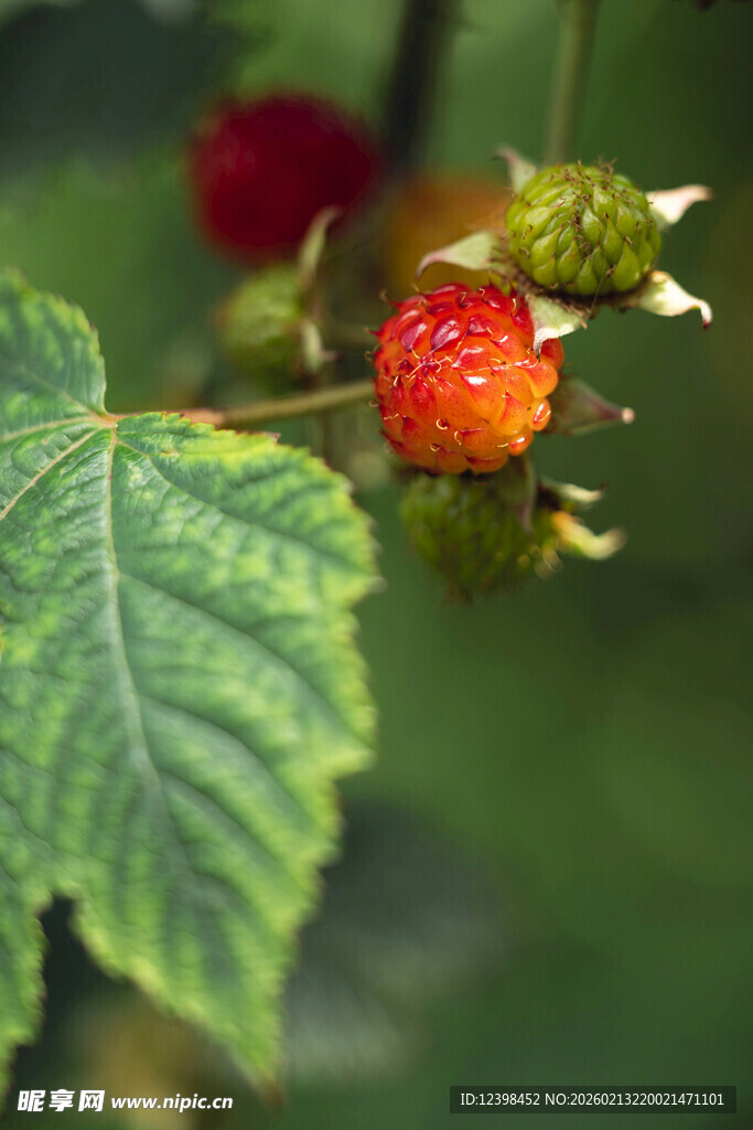 成熟树莓与绿叶特写