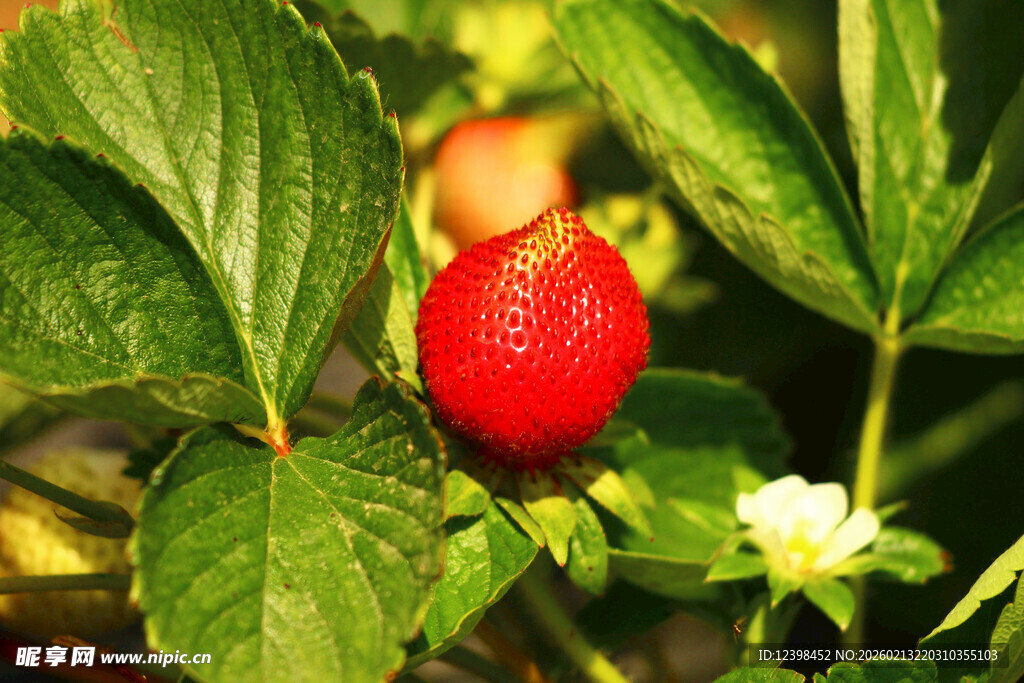鲜红草莓挂于翠绿枝叶间