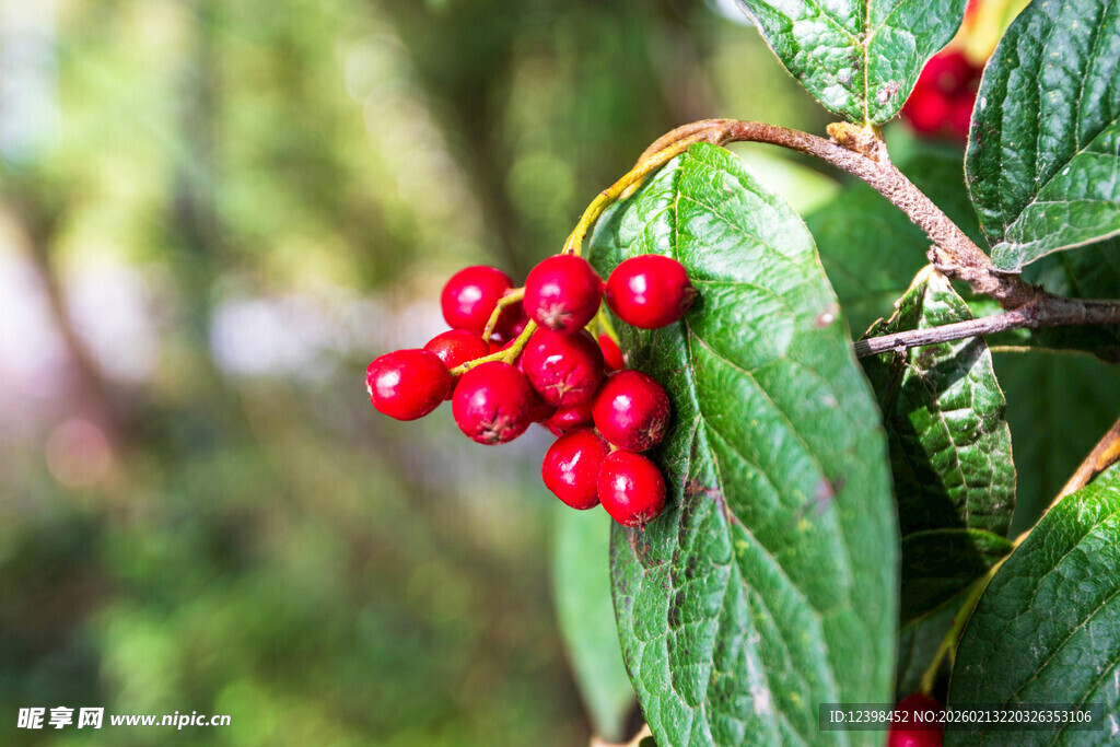 红果绿叶的植物特写