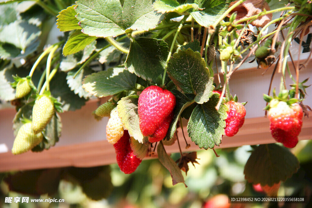 悬挂的新鲜成熟草莓