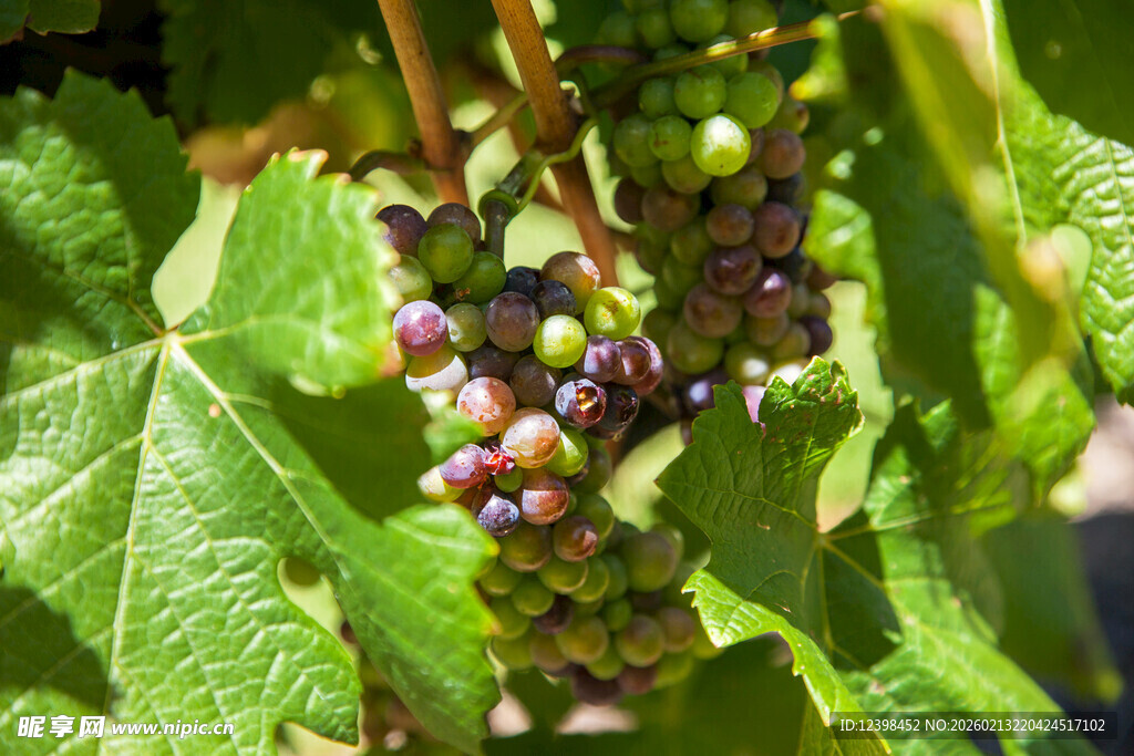 葡萄藤上的多彩葡萄串