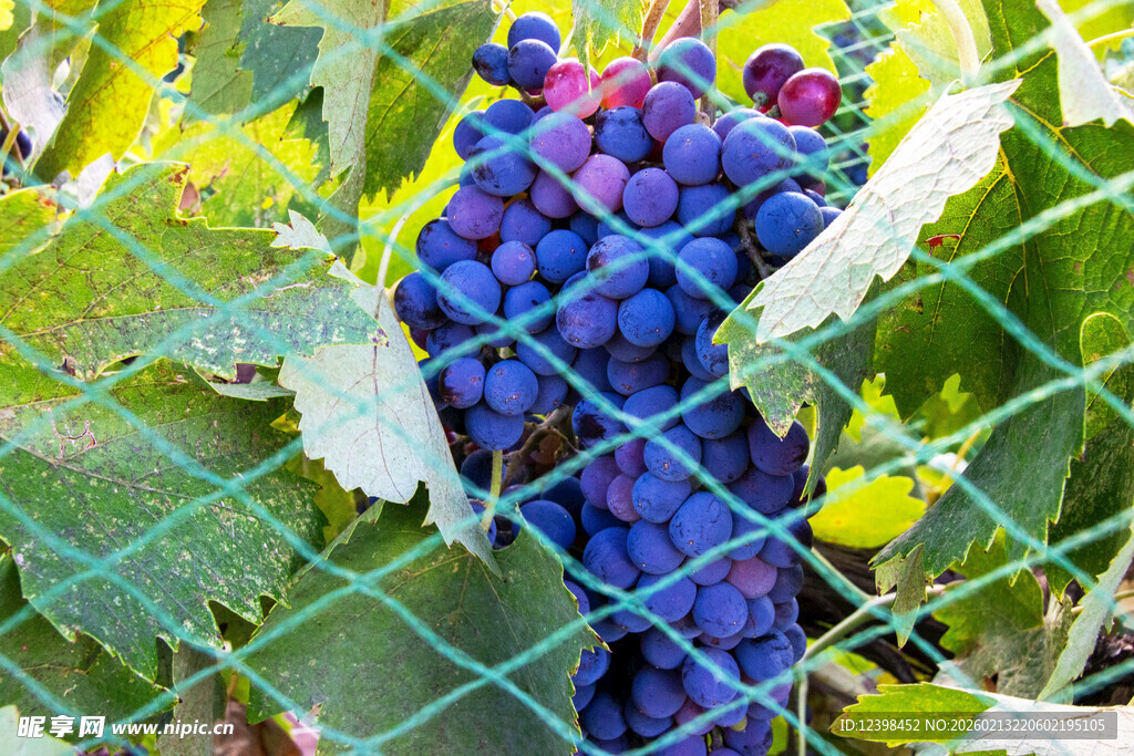栅栏旁饱满的紫葡萄