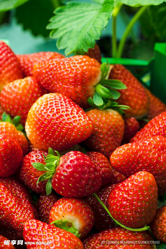 新鲜诱人的草莓堆