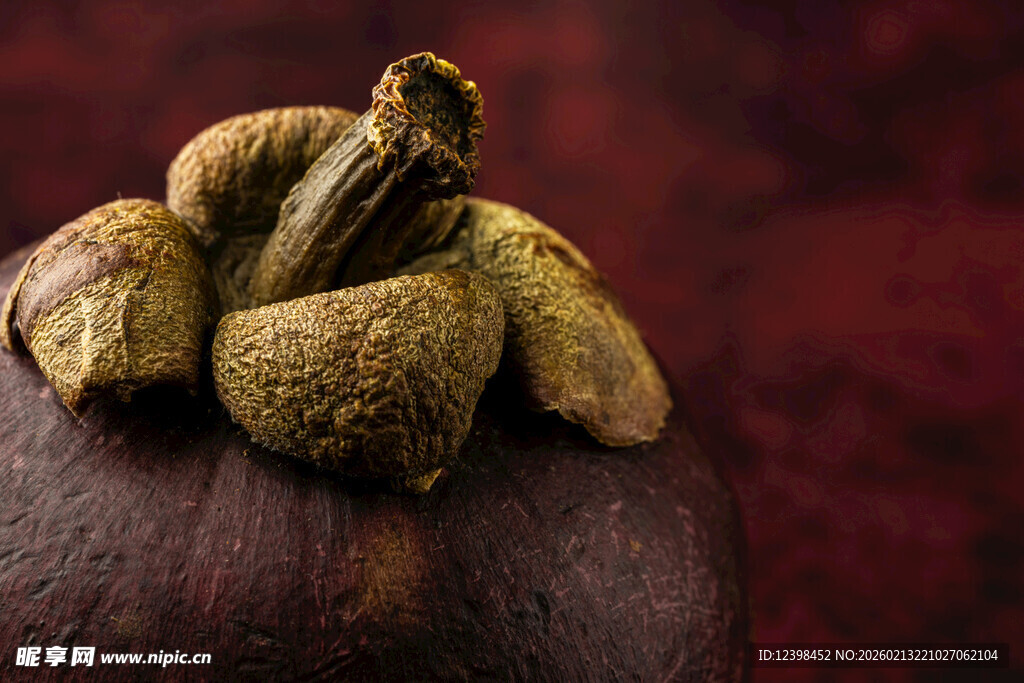 板栗上的干枯菌菇