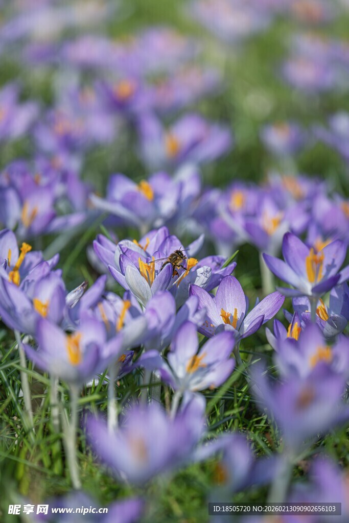 紫色番红花绽放的美丽