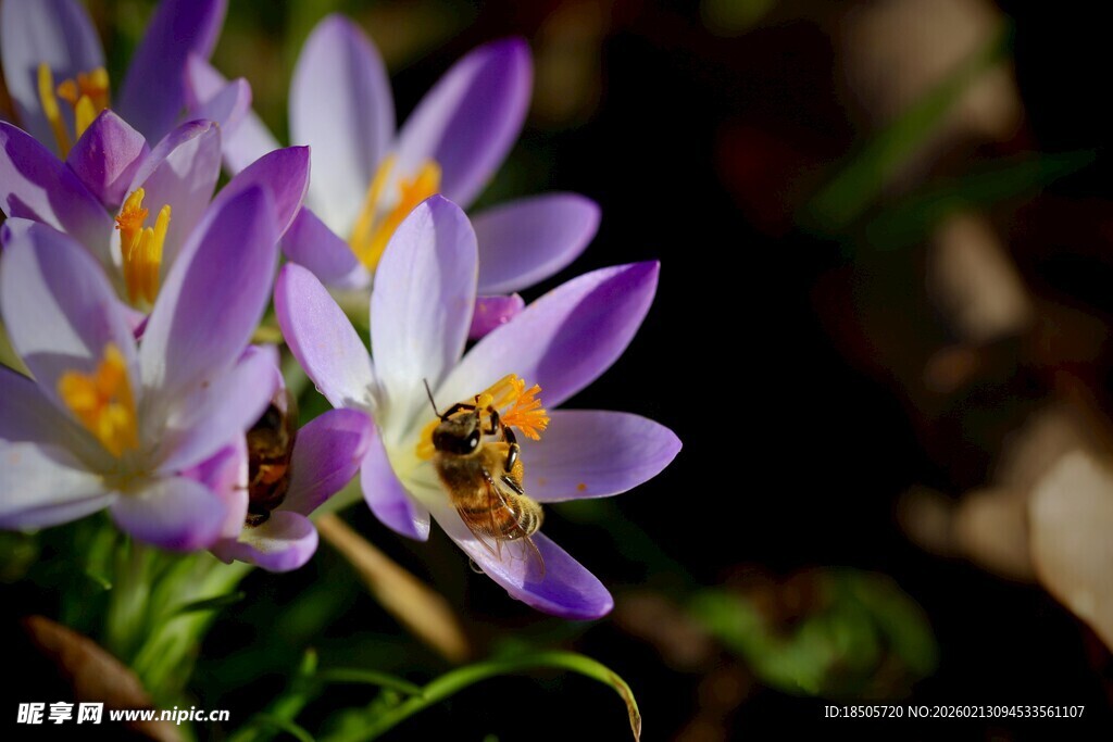 蜜蜂采蜜于紫花间