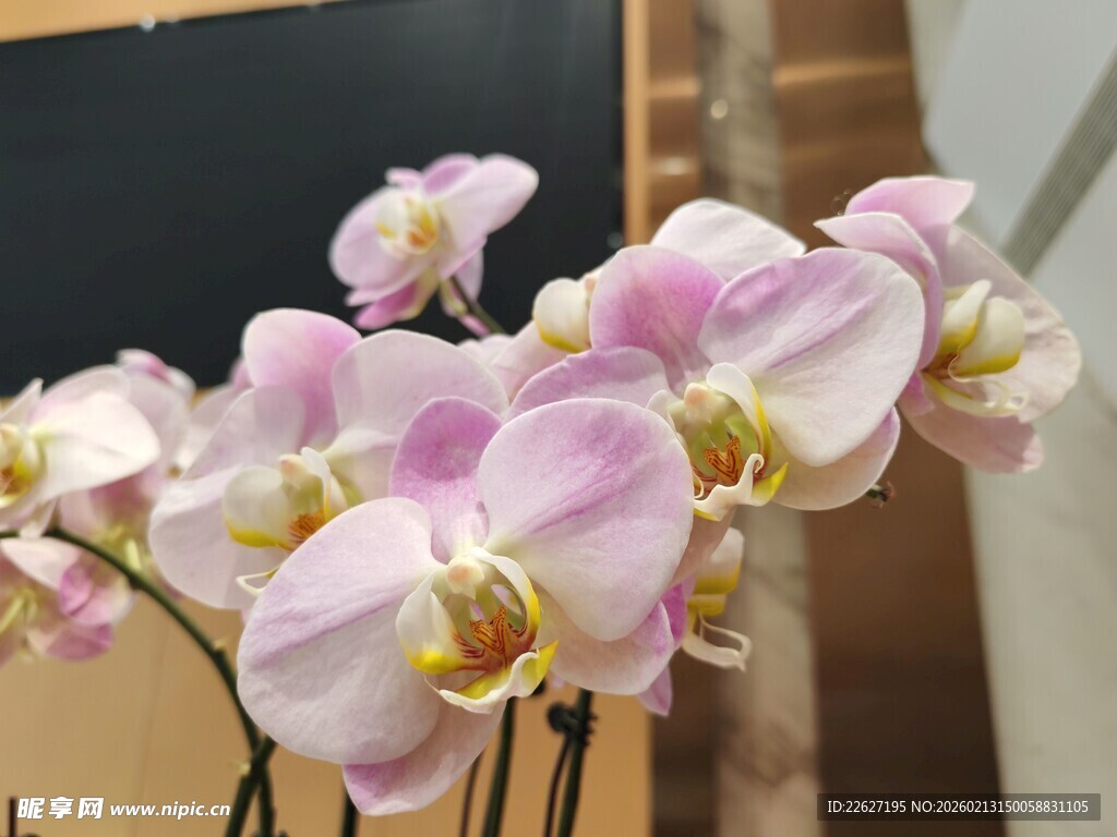 优雅粉白蝴蝶兰绽放