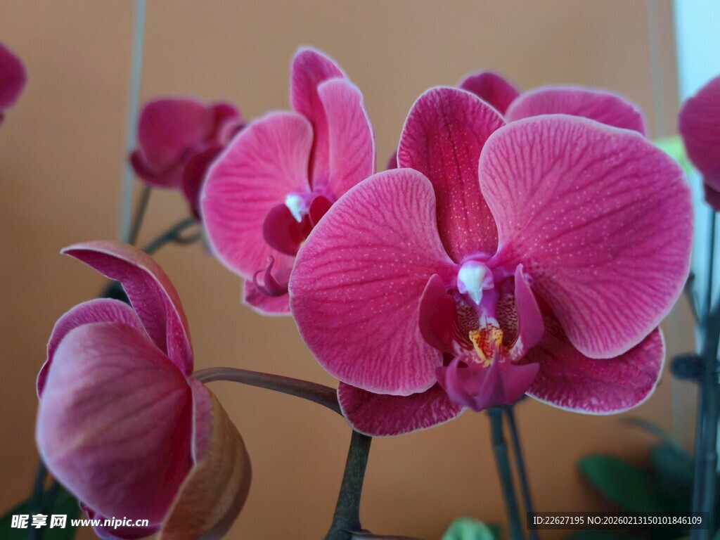 娇艳粉色蝴蝶兰绽放