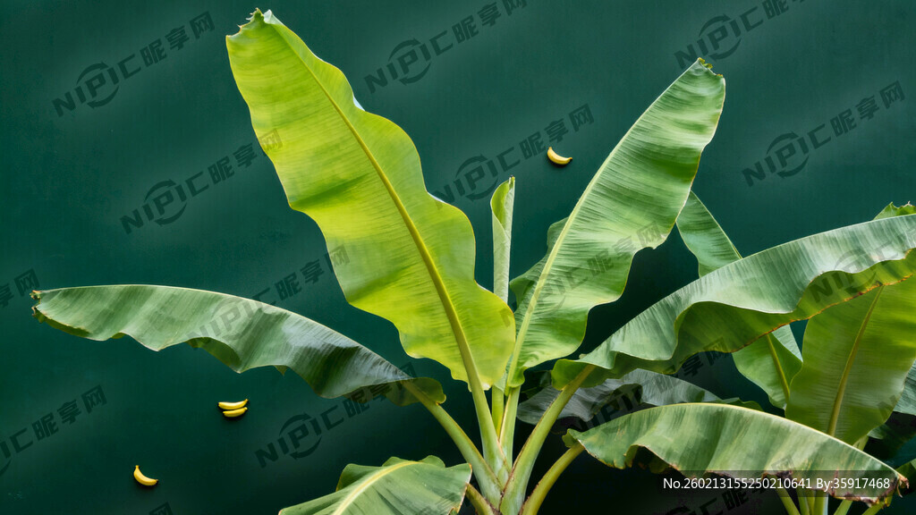 大片芭蕉  深綠色底圖 