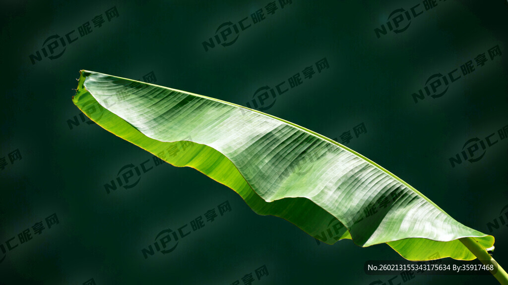 一片芭蕉葉  深綠色底圖 