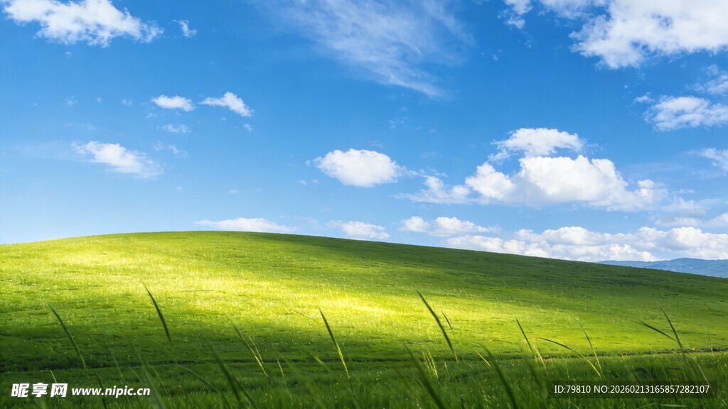 广袤绿野 蓝天白云 美景