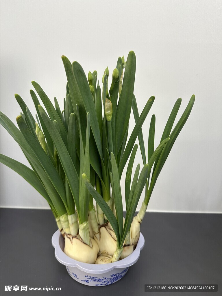 水仙盆栽清新绿意绽放
