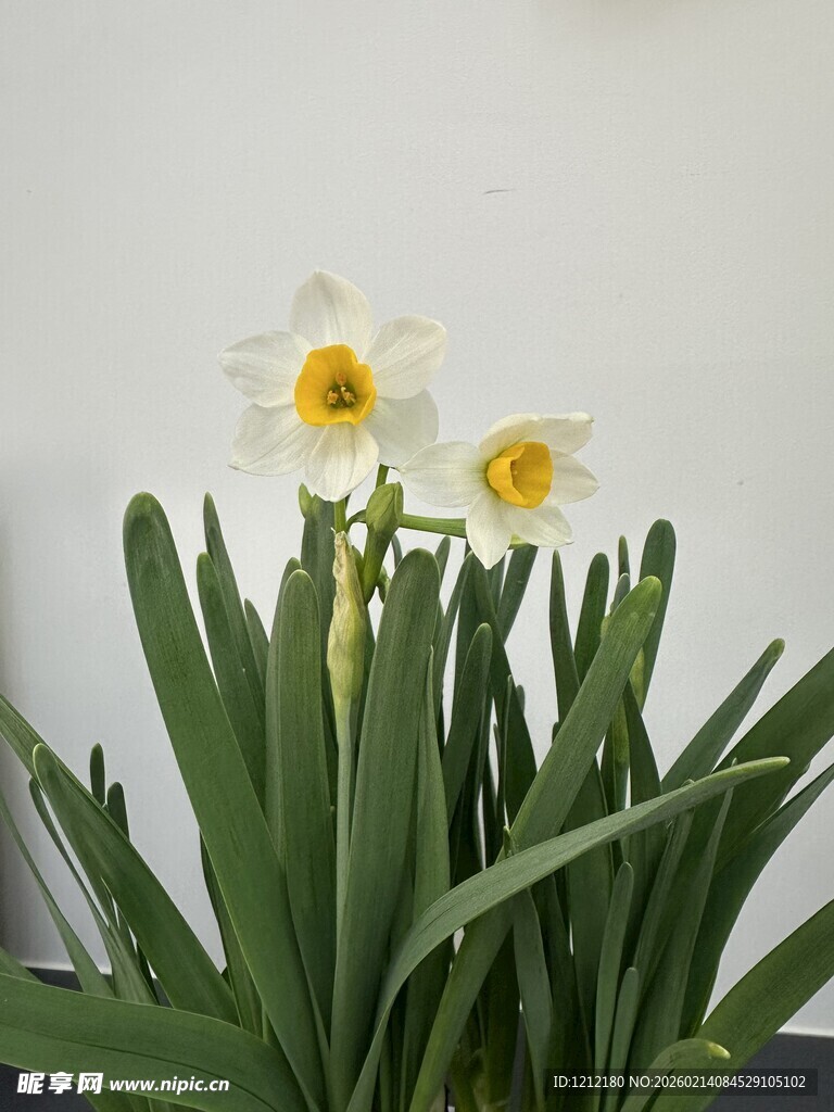 清新绽放的水仙花