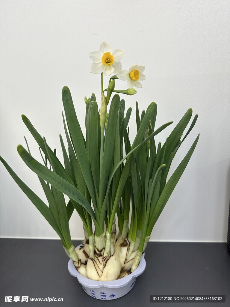 盆栽水仙绽放清新花朵