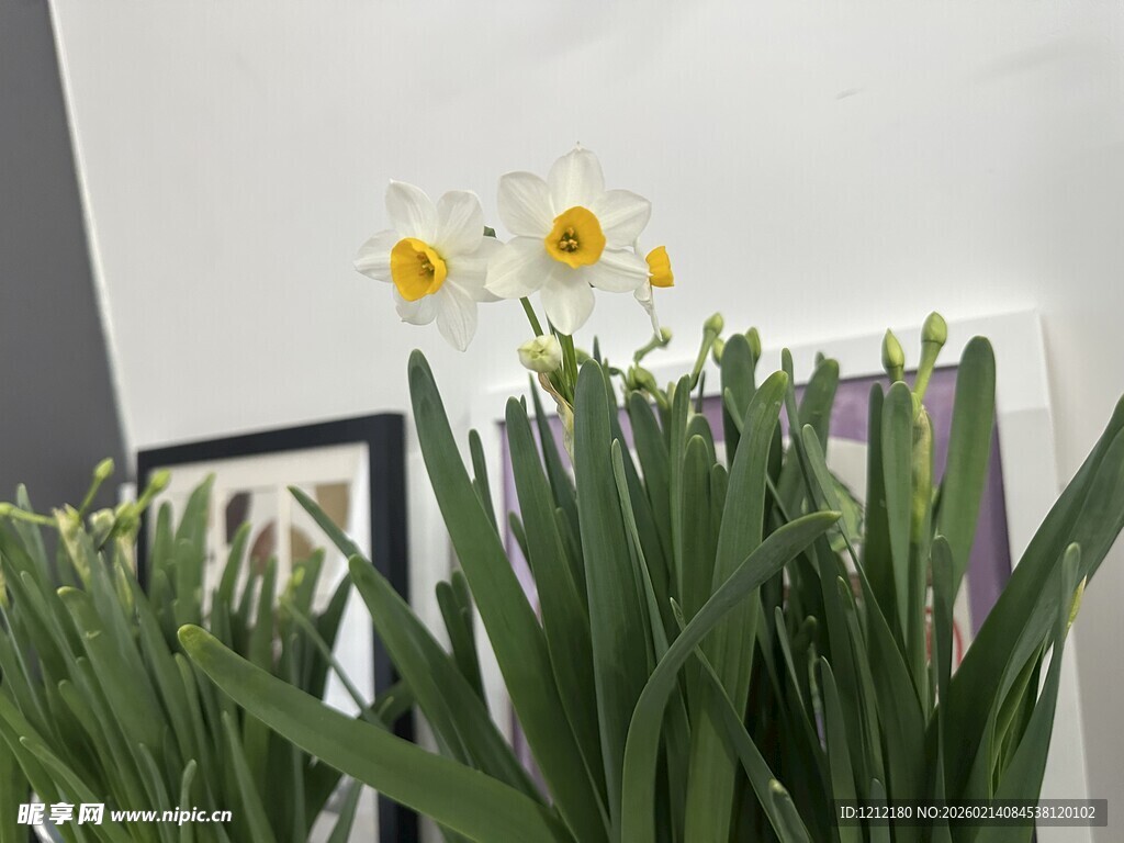 室内绽放的清新水仙花