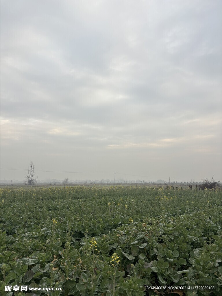 广袤农田绿意浓