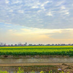 田园风光中的田野与天空