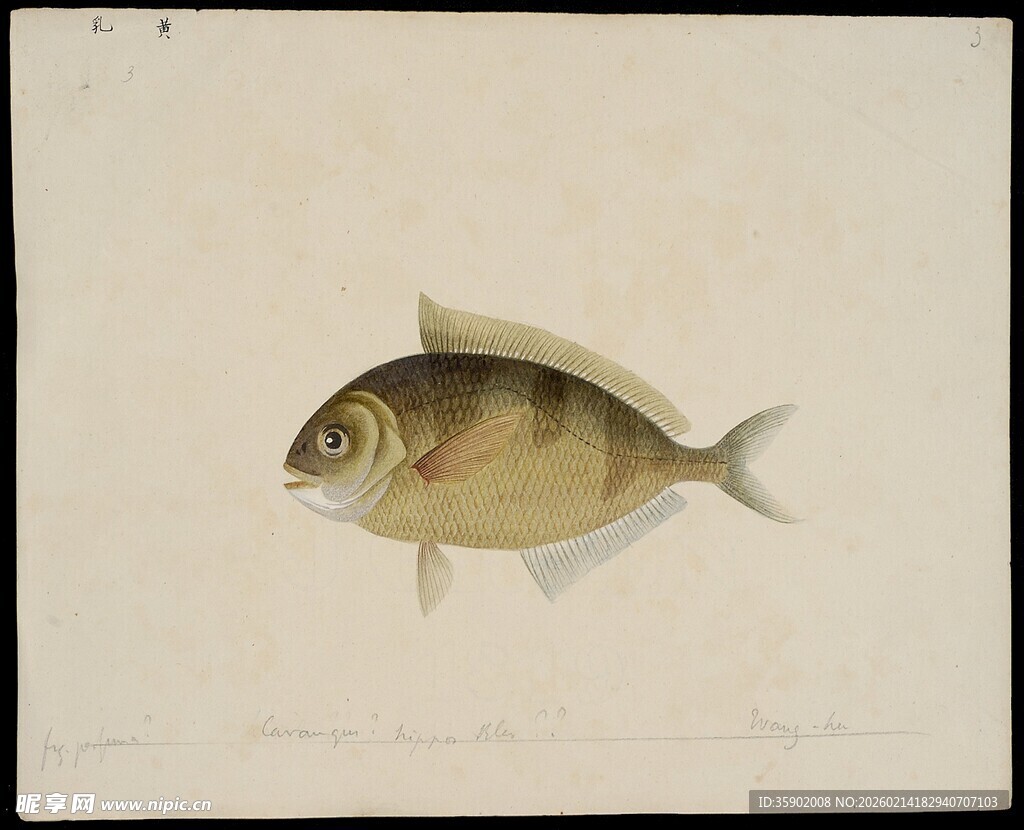 单尾条纹小鱼绘画作品